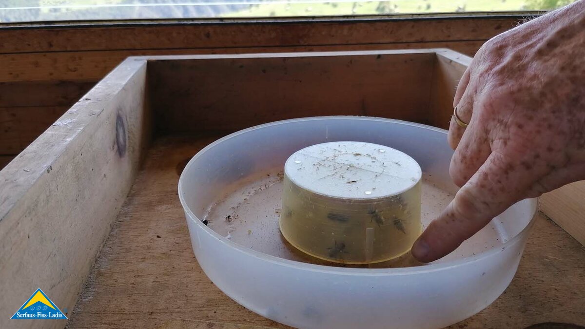 Damit die Bienen in der Tiroler Familienregion Serfaus-Fiss-Ladis gut durch den Winter kommen, füttert Imker Alfred sie mit Zuckerwasser | © Serfaus-Fiss-Ladis