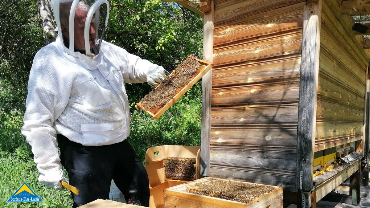 Die Bienenvölker in der Familienregion Serfaus-Fiss-Ladis in Tirol bestehen aus einer Königin sowie Arbeitsbienen und Drohnen | © Serfaus-Fiss-Ladis