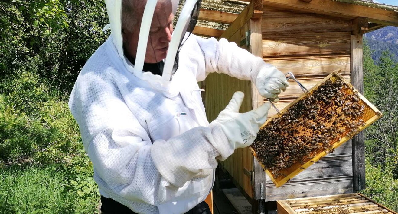 Die Bienenvölker in der Familienregion Serfaus-Fiss-Ladis in Tirol bestehen aus einer Königin sowie Arbeitsbienen und Drohnen | © Serfaus-Fiss-Ladis