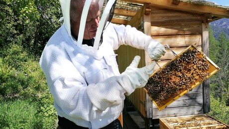 Die Bienenvölker in der Familienregion Serfaus-Fiss-Ladis in Tirol bestehen aus einer Königin sowie Arbeitsbienen und Drohnen | © Serfaus-Fiss-Ladis