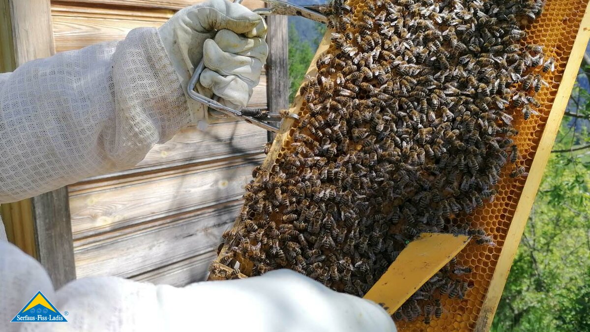Jeder Bienenstock in der Tiroler Familienregion Serfaus-Fiss-Ladis hat eine Bienenkönigin und zahlreiche Arbeitsbienen und Drohnen | © Serfaus-Fiss-Ladis