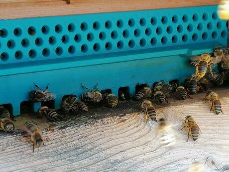 Es gibt zahlreiche Imker in der Familienregion Serfaus-Fiss-Ladis in Tirol, die Bienenstöcke betreuen | © Serfaus-Fiss-Ladis