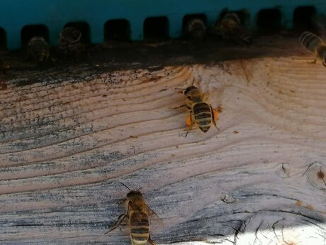 Auch die Bienen in der Familienregion Serfaus-Fiss-Ladis in Tirol sammeln Nektar in ihren Pollenhöschen | © Serfaus-Fiss-Ladis