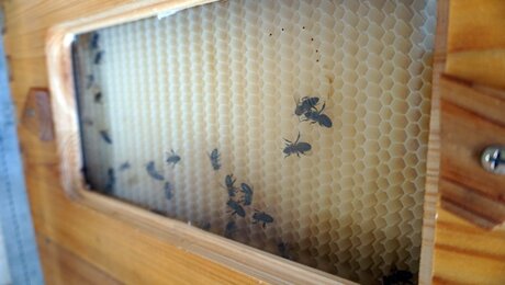 Im Bienenhaus auf der Hög in der Familiienregion in Tirol ist auch ein Schaubienenstock zu finden | © christianwaldegger.com