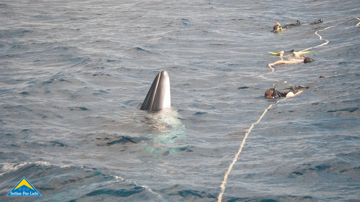 Sohn von Georg Mangott aus der Familienregion Serfaus-Fiss-Ladis ist Meeresbiologe und Walforscher in Australien | © Arnold Mangott