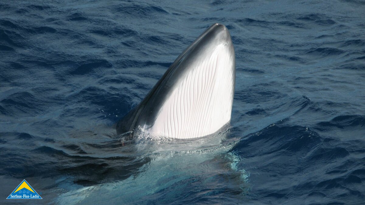 Walforscher Arnold Mangott aus Serfaus | © Arnold Mangott