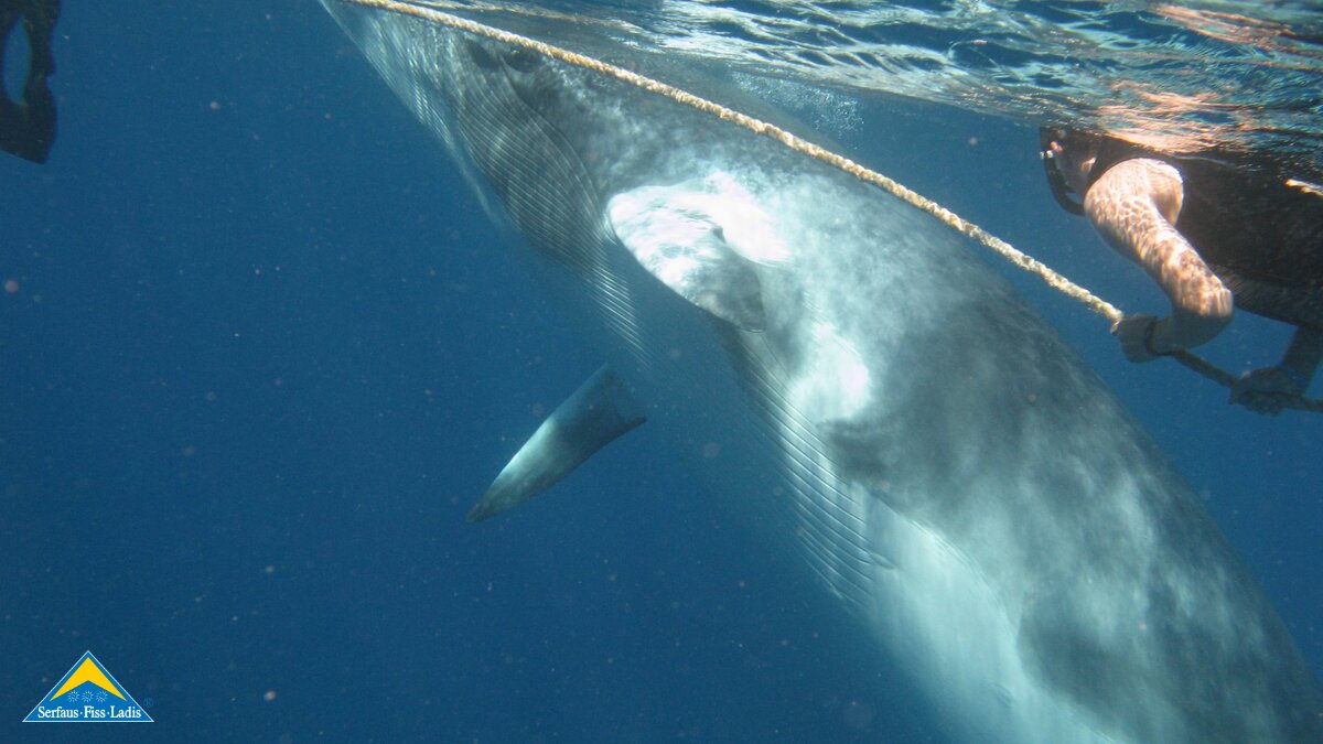 Interview mit Serfauser Meeresforscher Arnold Mangott | © Arnold Mangott