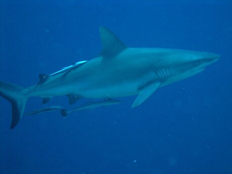 Blogartikel über Meeresbiologe Arnold Mangott aus der Familienregion Serfaus-Fiss-Ladis in Tirol | © Arnold Mangott
