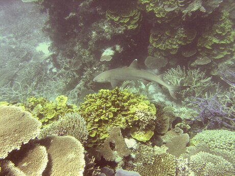 Arnold Mangott aus Serfaus-Fiss-Ladis Erforschung Weltmeere Weißspitzenriffhai | © Arnold Mangott