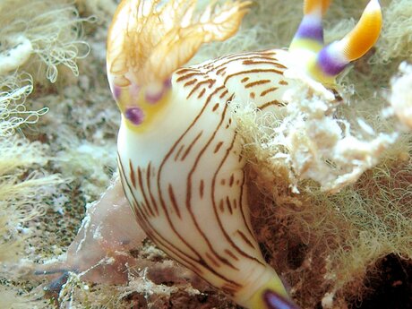 Meeresbiologe Mangott aus der Familienregion Serfaus-Fiss-Ladis erkundet Unterwasserwelt in Australien  | © Arnold Mangott