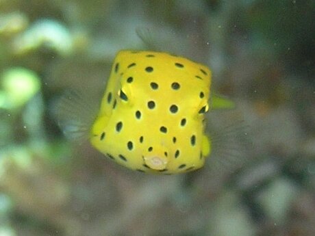 Meeresbiologe Arnold Mangott aus Serfaus  | © Arnold Mangott