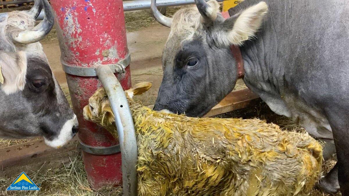 Frisch geborenes Kalb Bauernhof Familienregion Serfaus-Fiss-Ladis in Tirol | © Serfaus-Fiss-Ladis