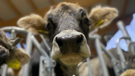 People of SFL Blog Serfaus-FIss-Ladis Leben auf einem Bauernhof Familie Pittl aus Ladis | © Serfaus-Fiss-Ladis