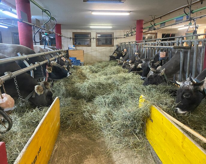 Urlaub in der Familienregion Serfaus-Fiss-Ladis Blogartikel ein Tag am Bauernhof | © Serfaus-Fiss-Ladis