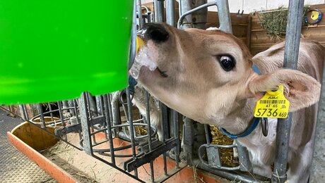 Stallarbeit beim Gasslbauer Bauernhof in Ladis familienfreundliche Region in Tirol | © Serfaus-Fiss-Ladis