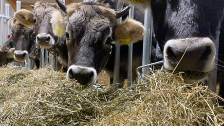 Arbeiten auf einem Bauernhof in Serfaus-Fiss-Ladis Besuch bei Hans Pittl | © Serfaus-Fiss-Ladis