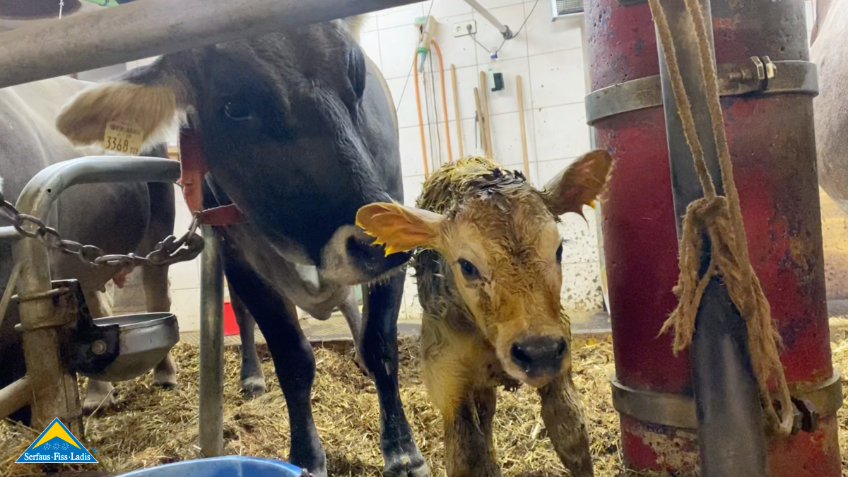 Geburt eines Kälbchen Bauernhof in Ladis in Tirol | © Serfaus-Fiss-Ladis