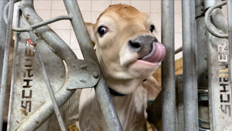 Familie Pittl Bauernhof in der Familienregion Serfaus-Fiss-Ladis regionale Produkte | © Serfaus-Fiss-Ladis