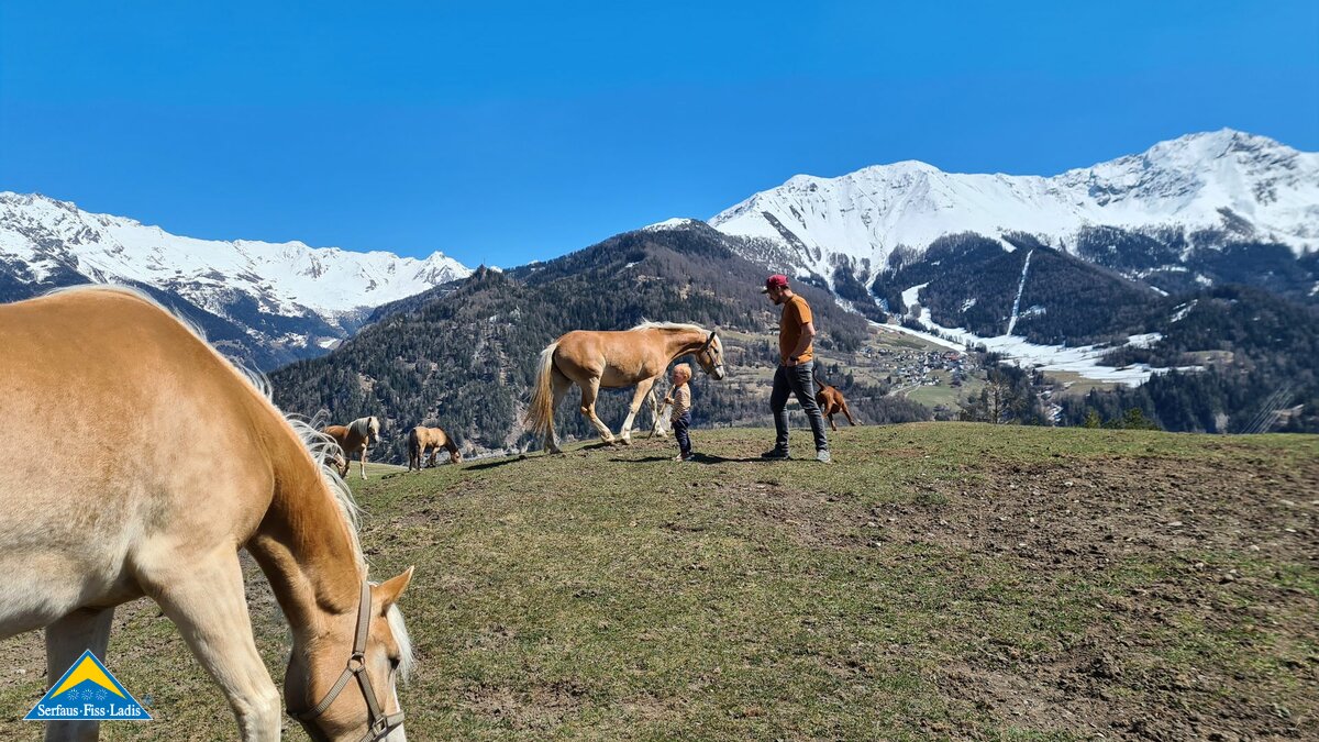 Haflingerzucht Pferde Ladis Blogartikel Familienregion Serfaus-Fiss-Ladis modernster Stall Tirols | © Serfaus-Fiss-Ladis Marketing GmbH