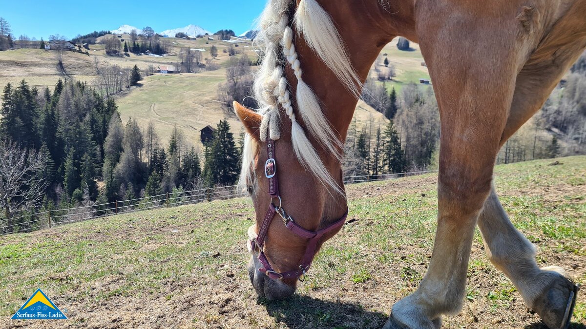 Haflingerzucht Hof in Ladis Überwasser Belezzahof Leo Netzer aus Ladis Familienregion Serfaus-Fiss-Ladis in Tirol | © Serfaus-Fiss-Ladis Marketing GmbH
