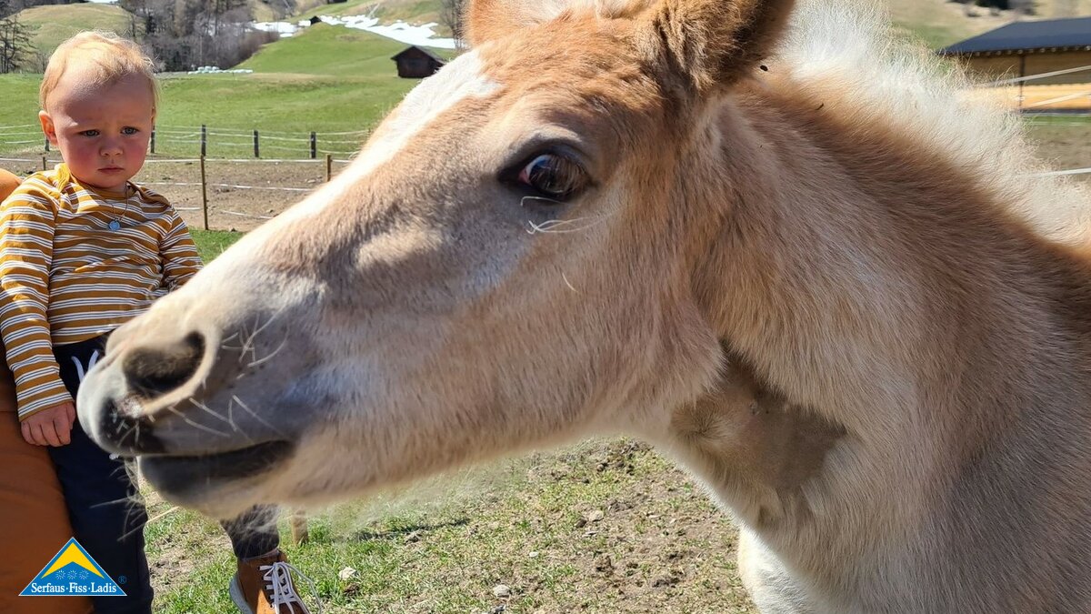 Fohlen auf dem Belezzahof Haflingerzucht in Ladis Familienregion Serfaus-Fiss-Ladis in Tirol Ursula Netzer | © Serfaus-Fiss-Ladis Marketing GmbH