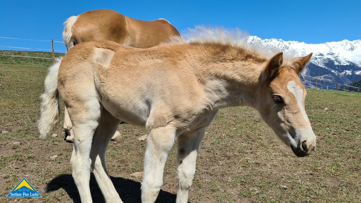 Fohlen Haflinger Bauernhof Belezzahof Ladis Familienregion Serfaus-Fiss-Ladis Reitschule Longierplatz Blog | © Serfaus-Fiss-Ladis Marketing GmbH
