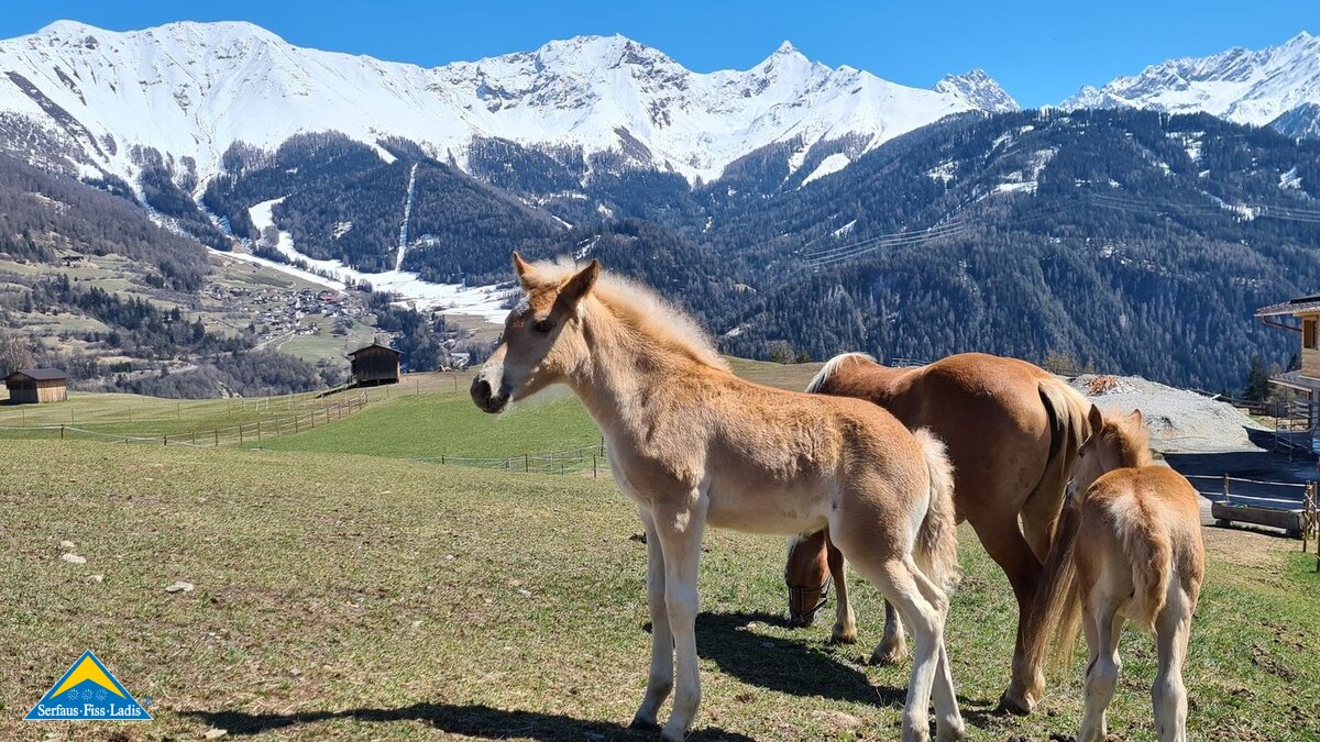 Pferde Bauernhöfe Familienregion Serfaus-Fiss-Ladis in Tirol Zucht Haflinger Familie Netzer Blog People of SFL | © Serfaus-Fiss-Ladis Marketing GmbH