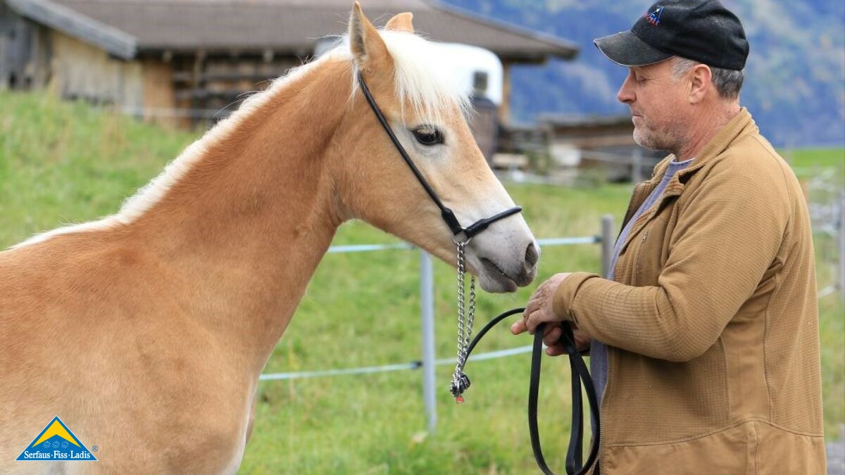 Haflingerzucht Familie Netzer Ladis Familienregion Serfaus-Fiss-Ladis Blogartikel Bericht Gabriel und Julia vom Belezzahof in Tirol  | © Gabriel Netzer