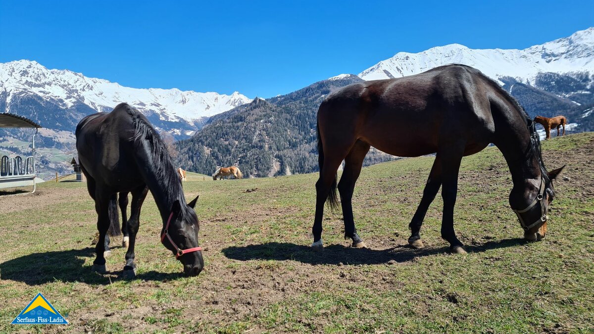 Pferde Reiten Familienregion Serfaus-Fiss-Ladis in Tirol Belezzahof Blog People of SFL Julia Leis | © Serfaus-Fiss-Ladis Marketing GmbH