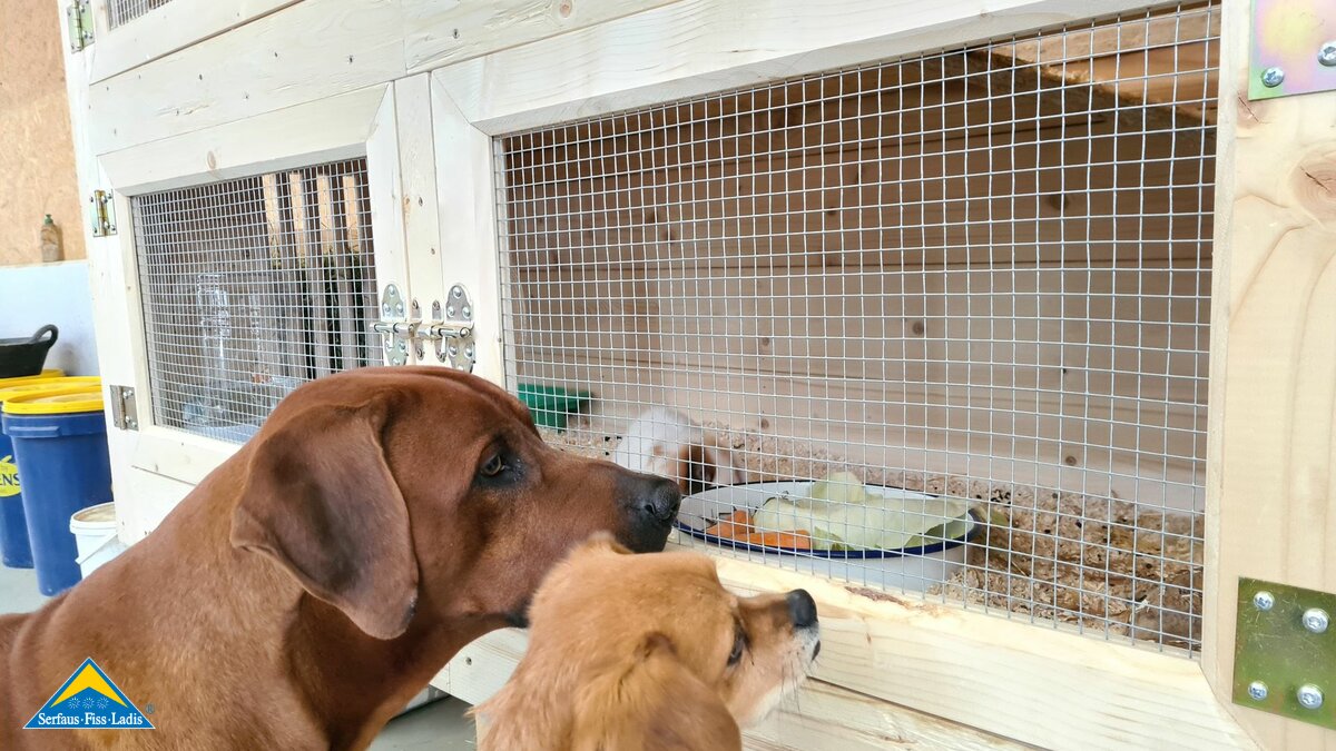 Hasenstall aus Holz selber bauen Alpenkanichen Blog Bauernhof Familienregion Serfaus-Fiss-Ladis Tirol | © Serfaus-Fiss-Ladis Marketing GmbH