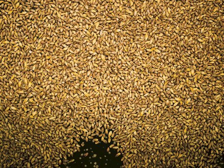 Gerstenkörner rekultiviere Fisser Imperial Gerste aus Serfaus-Fiss-Ladiis in Tirol | © Ingo Pertramer | Brandstätter Verlag