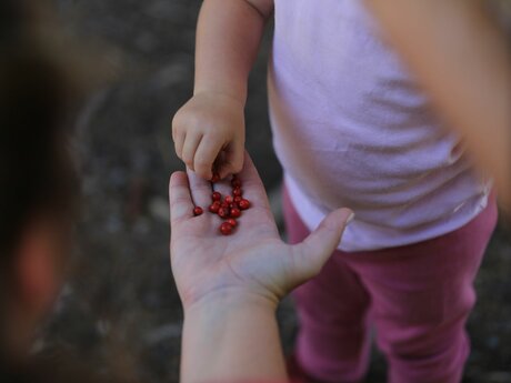 Beeren für Marmelade sammeln Rezept aus der Region Serfaus-Fiss-Ladis | © Serfaus-Fiss-Ladis