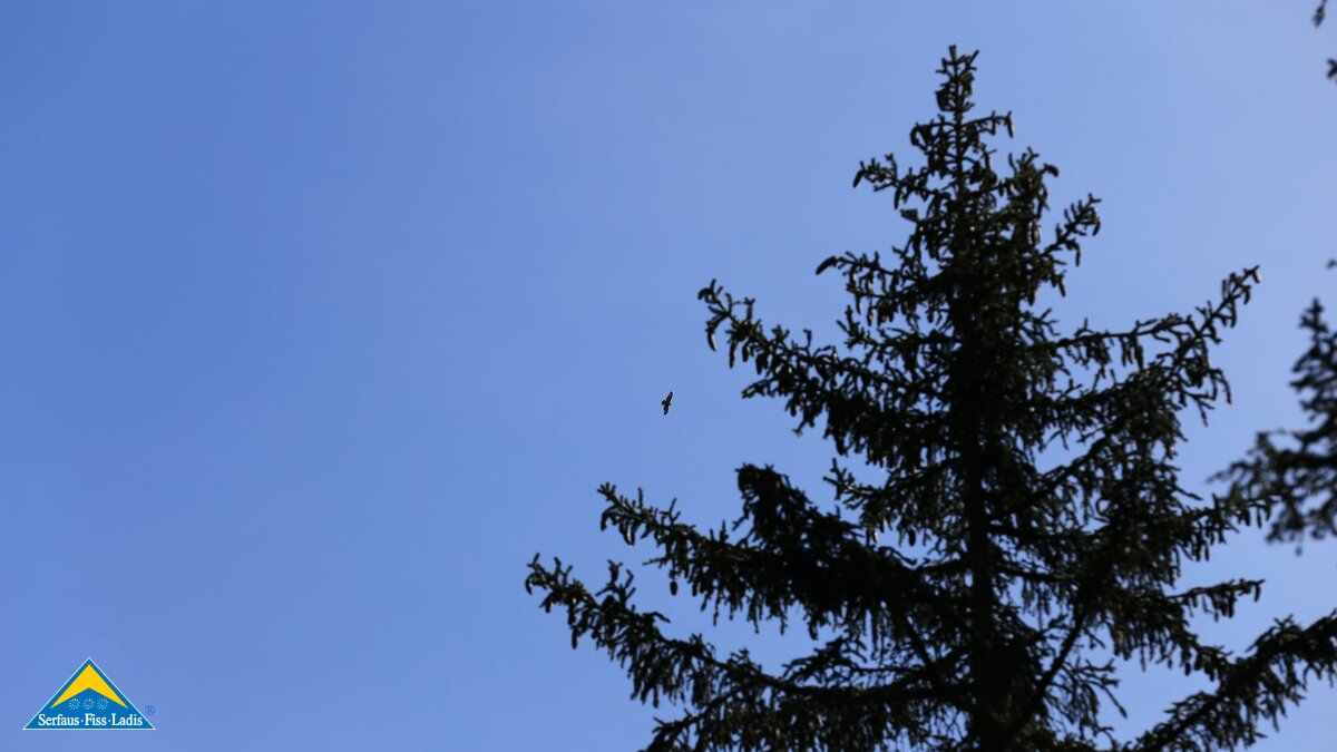 Greifvögel Fauna Familienregion Serfaus-Fiss-Ladis | © Serfaus-Fiss-Ladis