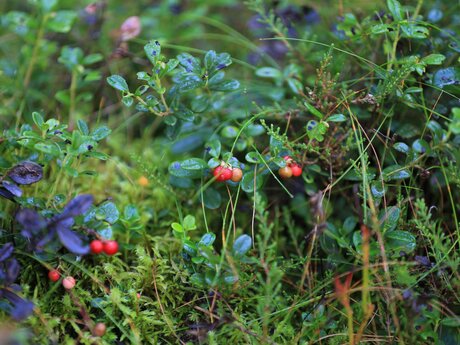 Preiselbeermarmelade Grantamarmelade Rezept Serfaus-Fiss-Ladis | © Serfaus-Fiss-Ladis