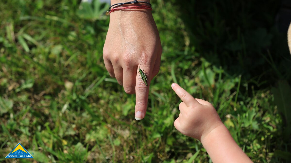 Krabbeltiere auf dem Themenweg Familien-Erlebnisweg in Serfaus-Fiss-Ladis | © Serfaus-Fiss-Ladis