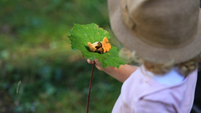 Pfifferlinge Herbst Familienregion Serfaus-Fiss-Ladis Tirol Österreich | © Serfaus-Fiss-Ladis