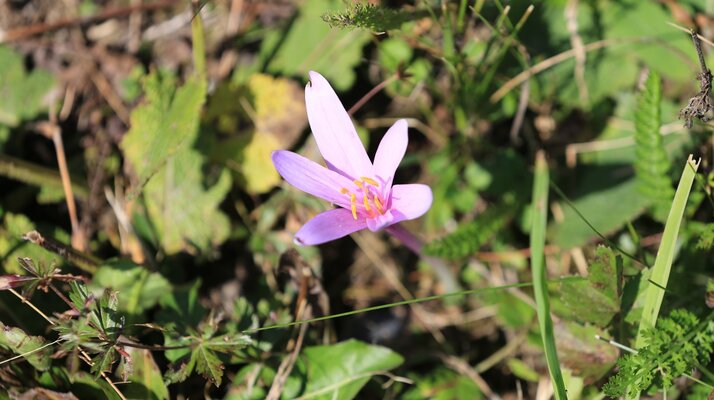 Pflanzenwelt Serfaus-Fiss-Ladis Herbstzeitlose | © Serfaus-Fiss-Ladis