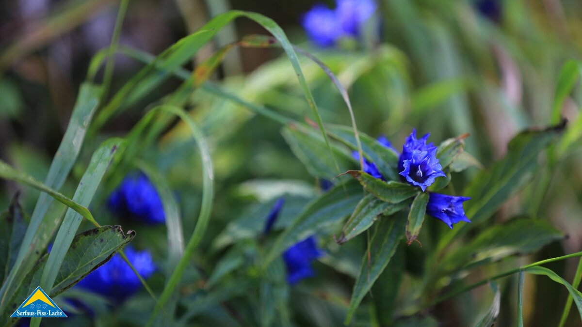 Enzian in den Bergen von Serfaus-Fiss-Ladis | © Serfaus-Fiss-Ladis