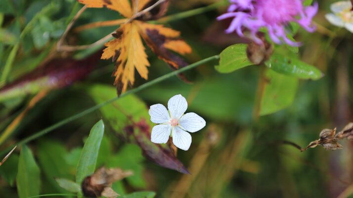 Klee in den Wäldern von Serfaus-Fiss-Ladis | © Serfaus-Fiss-Ladis