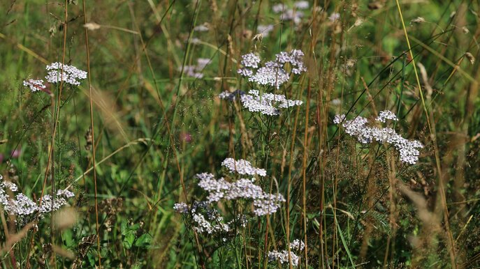 Schafgarbe im Wald der spannenden Familienregion Serfaus-Fiss-Ladis | © Serfaus-Fiss-Ladis