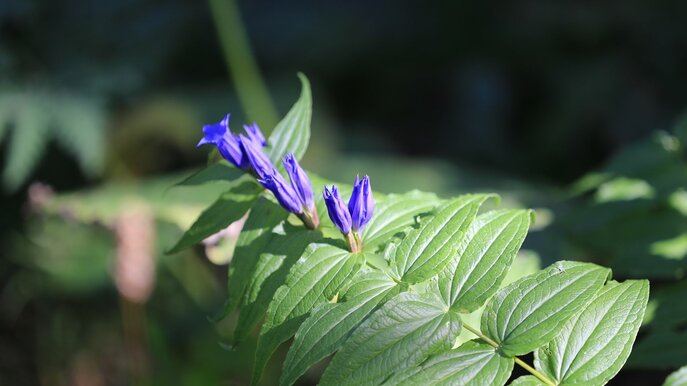 Schwalbenwurz-Enzian in der Familienregion Serfaus-Fiss-Ladis in Tirol | © Serfaus-Fiss-Ladis