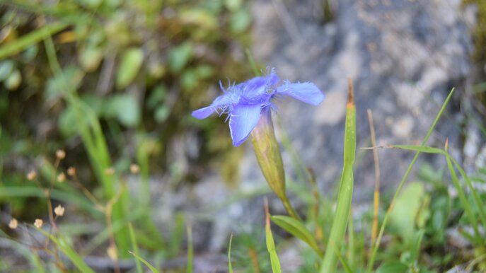 Geschützter Enzian Familienregion Serfaus-Fiss-Ladis | © Serfaus-Fiss-Ladis