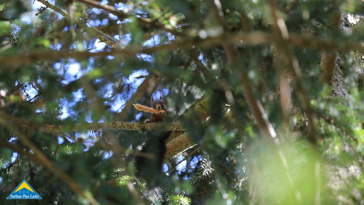 Eichhörnchen in der Familienregion Serfaus-Fiss-Ladis in Tirol | © Serfaus-Fiss-Ladis