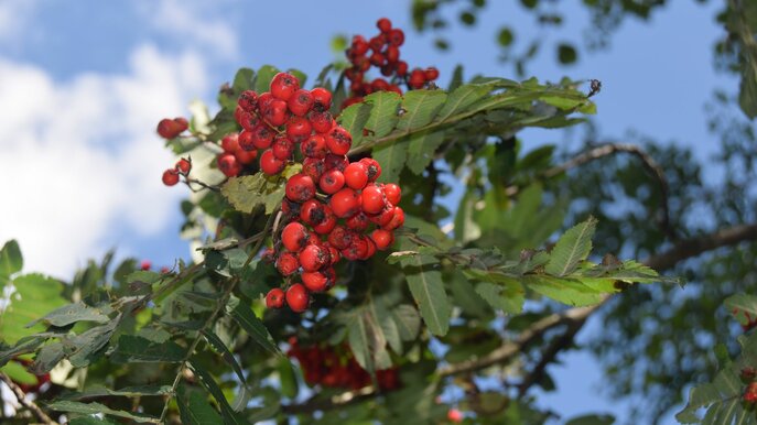 Vogelbeeren Ebereschen Familienregion Serfaus-Fiss-Ladis Tirol Österreich | © Serfaus-Fiss-Ladis