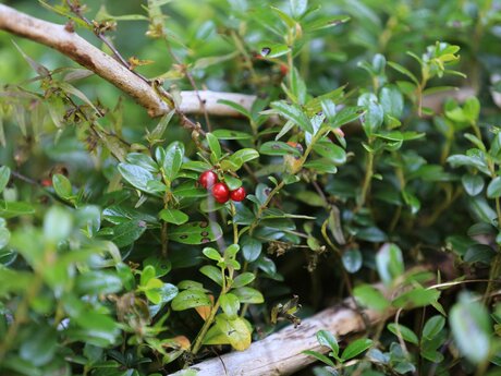 Preiselbeeren sammeln in der Familienregion Serfaus-Fiss-Ladis | © Serfaus-Fiss-Ladis