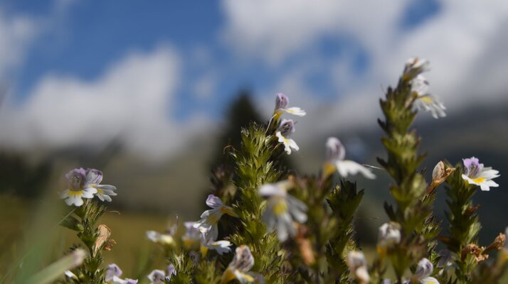 Flora in der Familienregion Serfaus-Fiss-Ladis in Tirol | © Serfaus-Fiss-Ladis