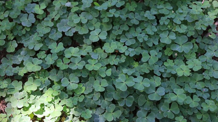 Sauerklee im Wald von Serfaus-Fiss-Ladis | © Serfaus-Fiss-Ladis