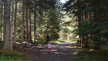Themenweg durch den schattigen Wald in der Familienregion Serfaus-Fiss-Ladis | © Serfaus-Fiss-Ladis