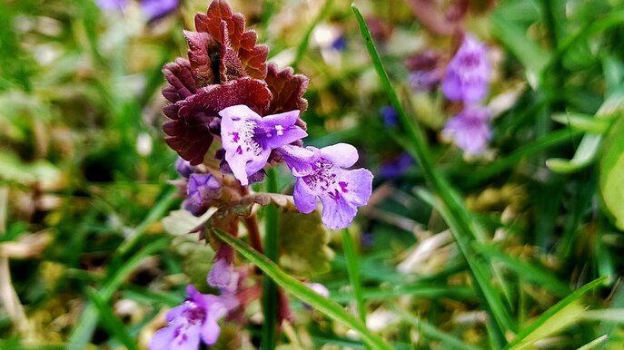 Blühender Gundermann in Serfaus-Fiss-Ladis | © Serfaus-Fiss-Ladis Marketing GmbH 