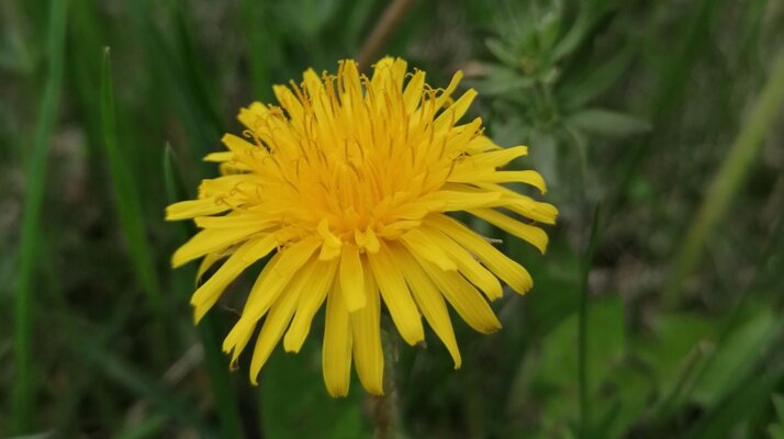 Der Löwenzahn mit seiner leuchtend gelben Blüte in Serfaus-Fiss-Ladis | © Serfaus-Fiss-Ladis Marketing GmbH 
